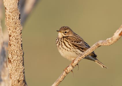 Red-throated Pipit (Anthus cervinus) photo