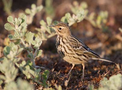 Red-throated Pipit (Anthus cervinus) photo