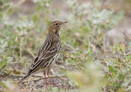Red-throated Pipit (Anthus cervinus) photo