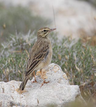 Tawny Pipit (Anthus campestris) photo