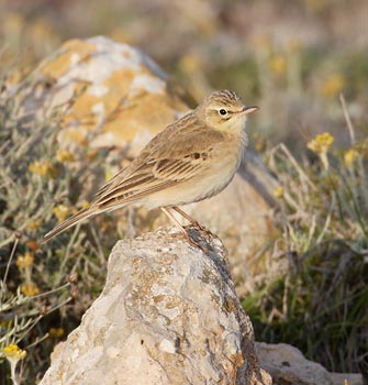 Tawny Pipit (Anthus campestris) photo