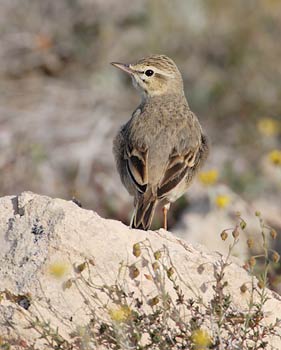 Tawny Pipit (Anthus campestris) photo