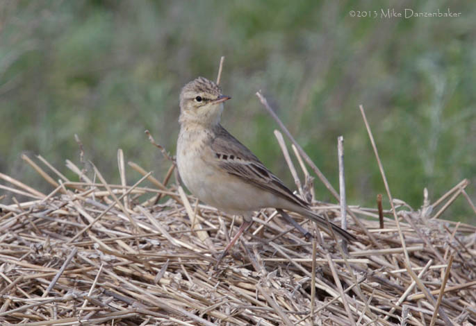 Tawny Pipit (Anthus campestris) photo