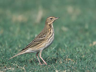 Tree Pipit (Anthus trivialis) photo image