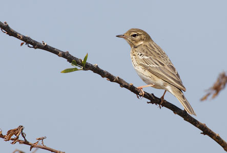 Tree Pipit (Anthus trivialis) photo