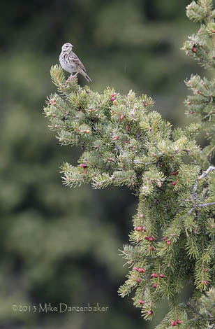 Tree Pipit (Anthus trivialis) photo