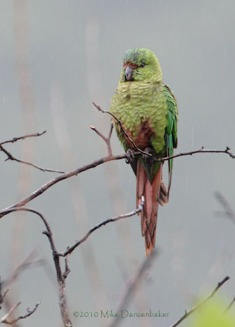 Austral Parakeet (Enicognathus ferrugineus) photo