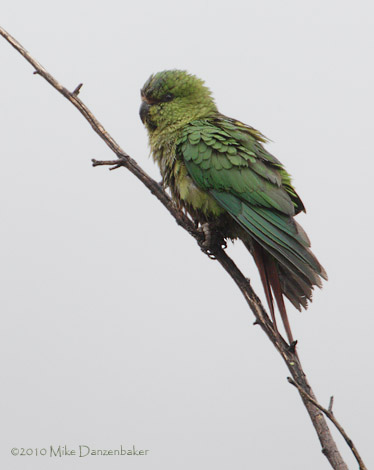 Austral Parakeet (Enicognathus ferrugineus) photo