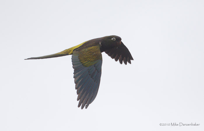 Burrowing Parrot (Cyanoliseus patagonus) photo