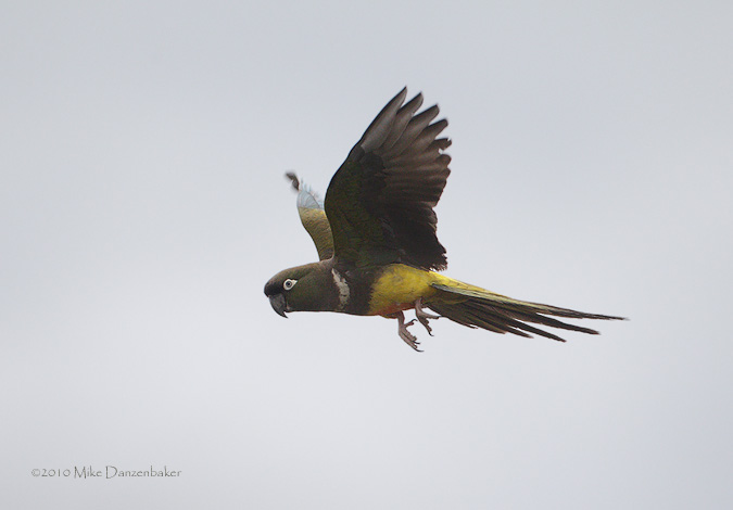 Burrowing Parrot (Cyanoliseus patagonus) photo