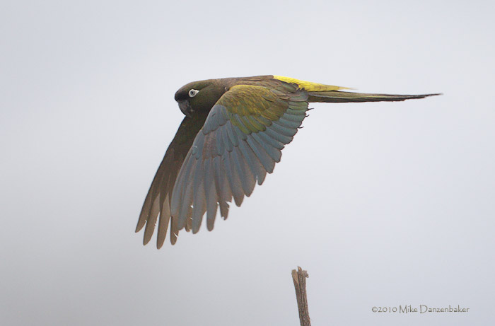 Burrowing Parrot (Cyanoliseus patagonus) photo