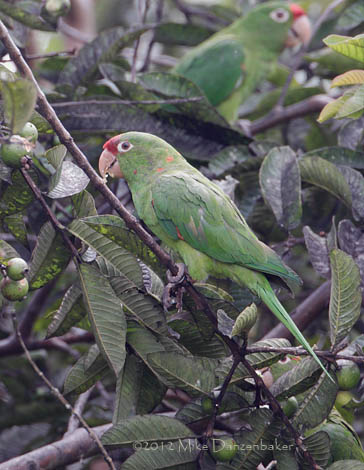 Finsch's Parakeet (Aratinga finschi) photo