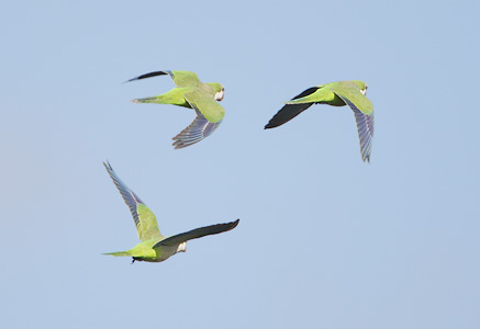 Monk Parakeet (Myiopsitta monachus) photo