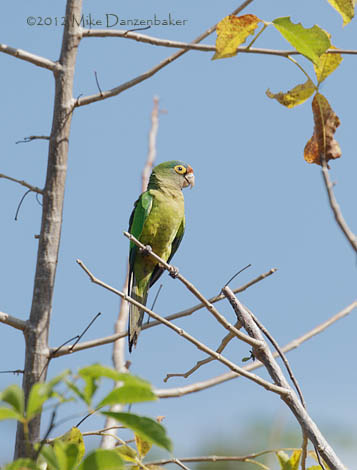 Orange-fronted Parakeet (Aratinga canicularis) photo