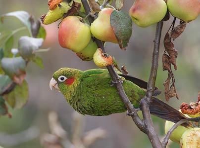 Sulfur-winged Parakeet (Pyrrhura hoffmanni) photo