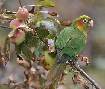Sulfur-winged Parakeet (Pyrrhura hoffmanni) photo