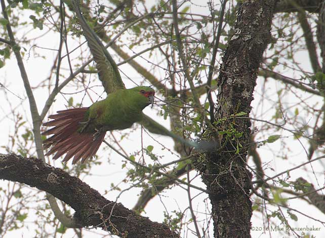 Slender-billed Parakeet (Enicognathus leptorhynchus) photo