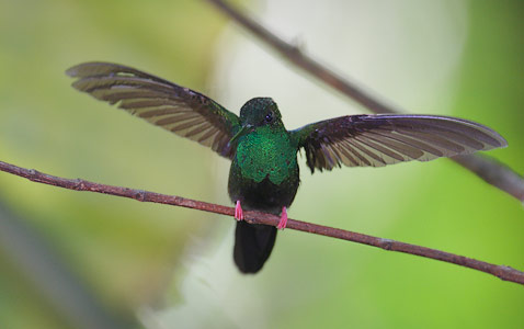 Bronze-tailed Plumeleteer (Chalybura urochrysia) photo