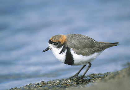 Two-banded Plover (Charadrius falklandicus) photo image