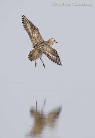 American Golden-Plover (Pluvialis dominica) photo