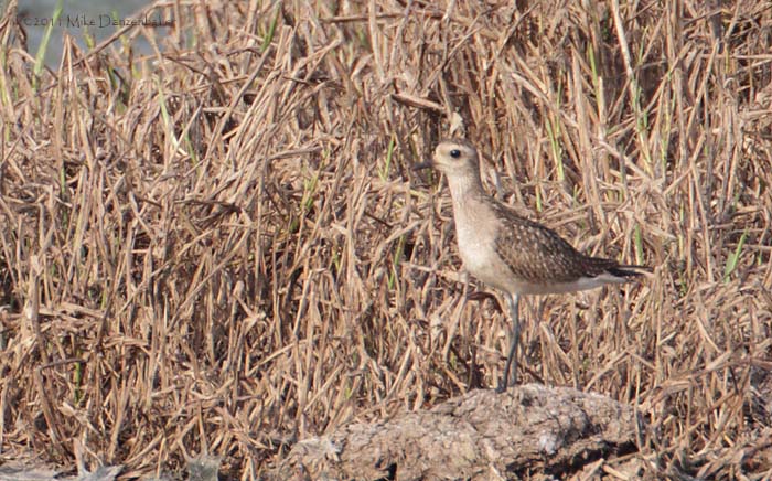 American Golden Plover (Pluvialis dominica) photo