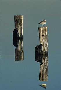 Black-bellied Plover (Pluvialis squatarola) photo image