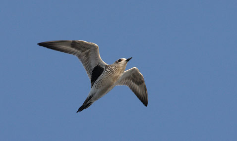 Black-bellied Plover (Pluvialis squatarola) photo