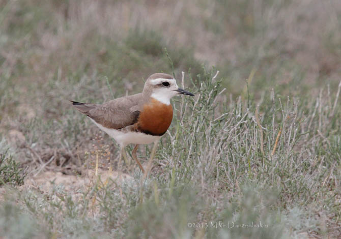 Caspian Plover (Charadrius asiaticus) photo