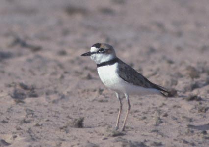 Collared Plover (Charadrius collaris) photo image