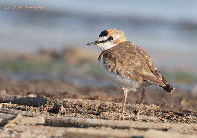 Collared Plover (Charadrius collaris) photo