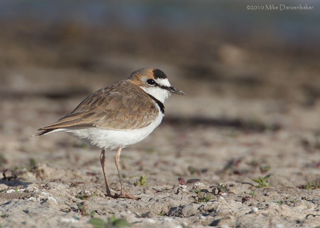 Collared Plover (Charadrius collaris) photo