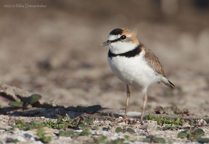 Collared Plover (Charadrius collaris) photo