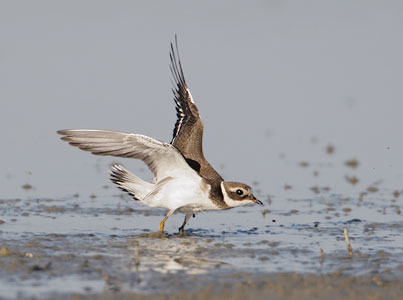 Common Ringed Plover (Charadrius hiaticula) photo
