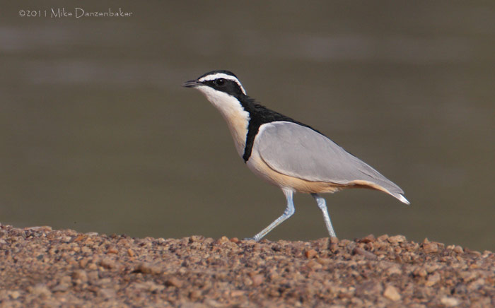 Egyptian Plover (Pluvianus aegyptius) photo