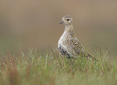 European Golden-Plover (Pluvialis apricaria) photo