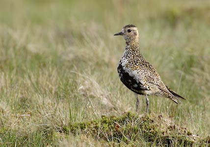 European Golden-Plover (Pluvialis apricaria) photo