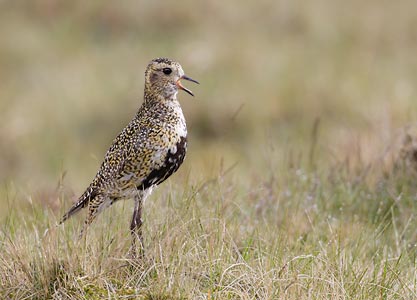 European Golden-Plover (Pluvialis apricaria) photo