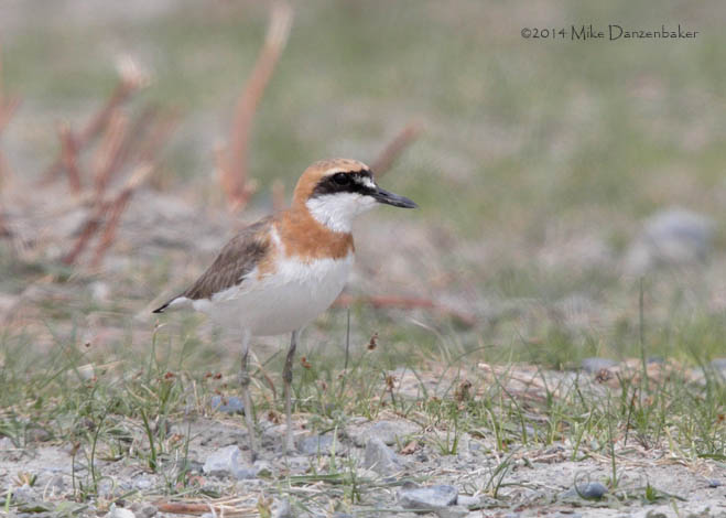 Greater Sand Plover (Charadrius leschenaultii) photo