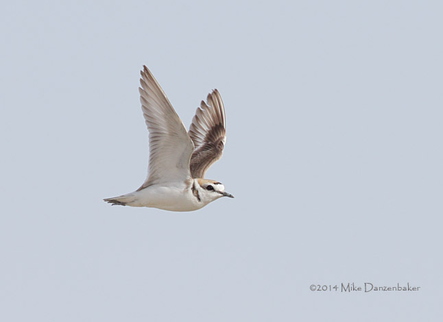 Kentish Plover (Charadrius alexandrinus) photo