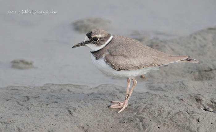 Long-billed Plover (Charadrius placidus) photo