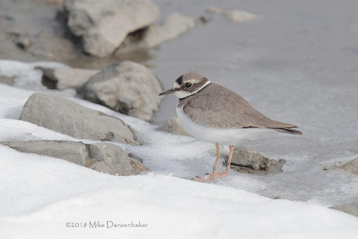 Long-billed Plover (Charadrius placidus) photo