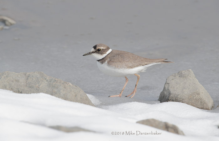 Long-billed Plover (Charadrius placidus) photo