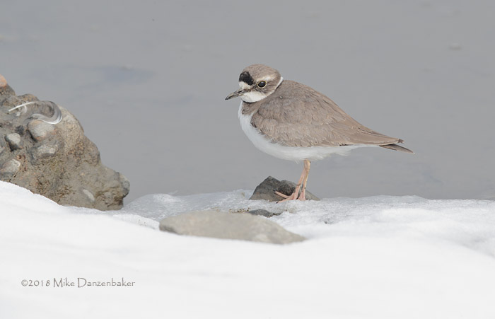 Long-billed Plover (Charadrius placidus) photo