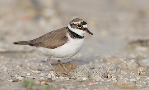 Little Ringed Plover (Charadrius dubius) photo