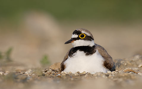 Little Ringed Plover (Charadrius dubius) photo