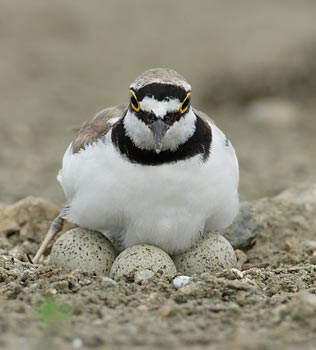 Little Ringed Plover (Charadrius dubius) photo