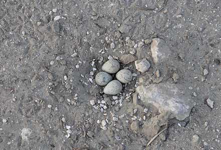 Little Ringed Plover (Charadrius dubius) photo