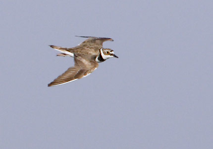 Little Ringed Plover (Charadrius dubius) photo