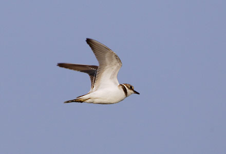 Little Ringed Plover (Charadrius dubius) photo