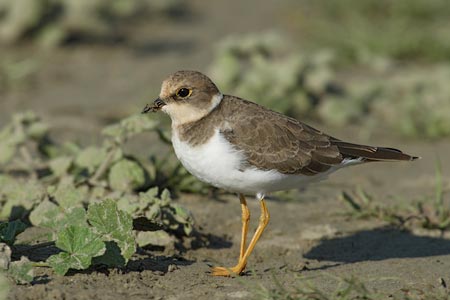 Little Ringed Plover (Charadrius dubius) photo